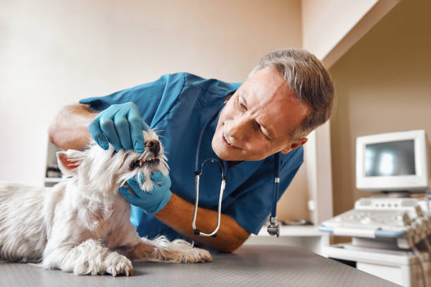 Best Emergency Tooth Extraction in Whippany, NJ